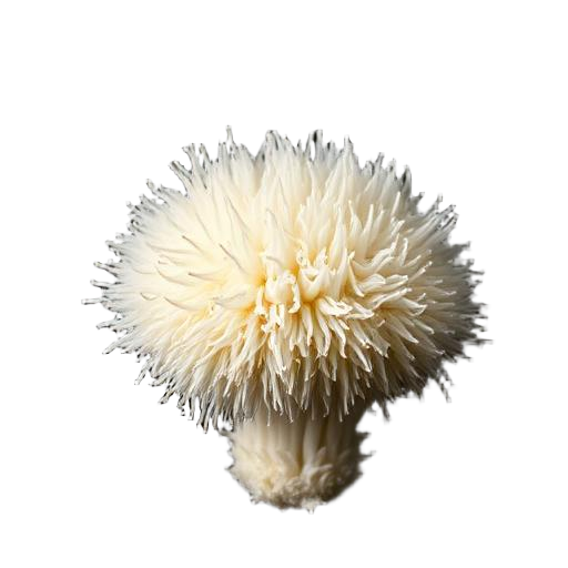 Lion's Mane