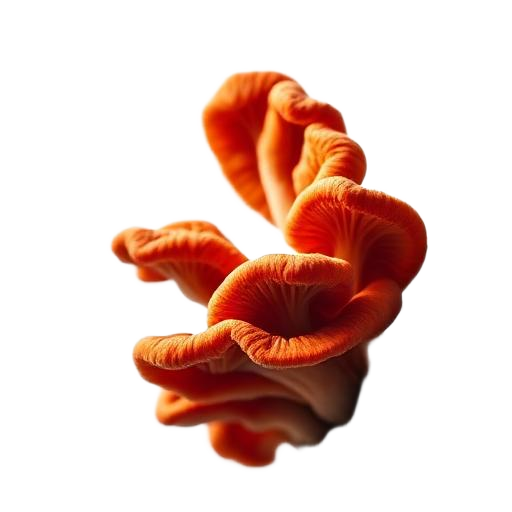 Reishi